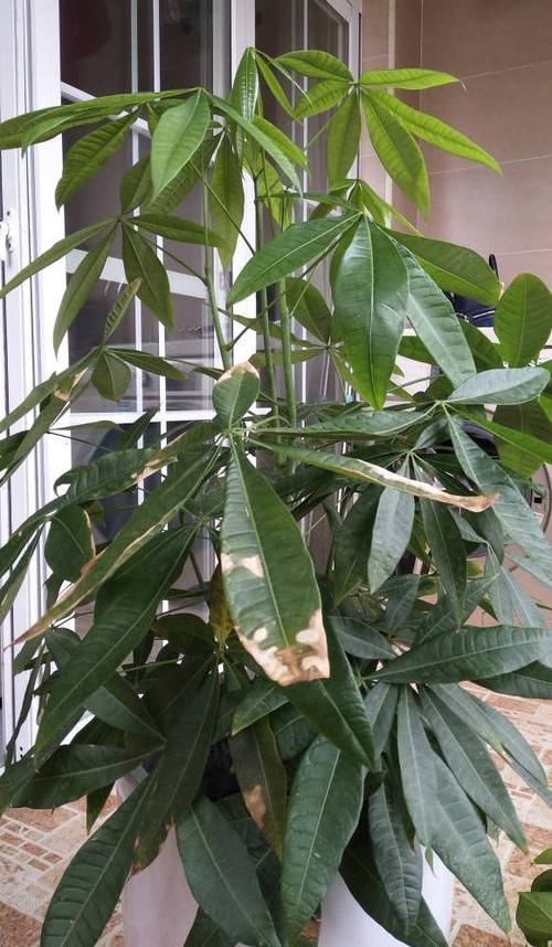 养好:养好发财树,这几个“细节”要注意,不能疏忽,小心黄叶子
