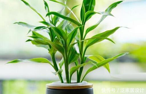  『适合』富贵竹千万别乱养，不同枝数代表不同！养错了后悔都来不及！