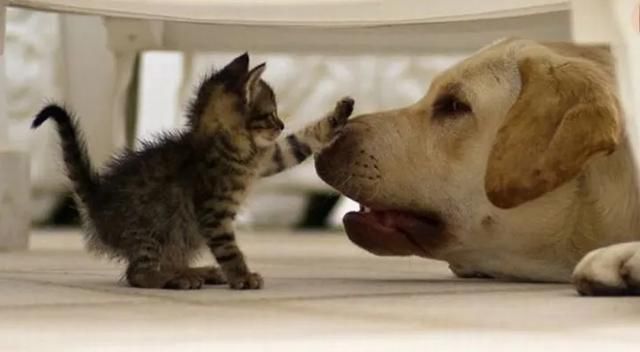  【猫和狗】这些有关于猫狗的冷知识你都知道吗？