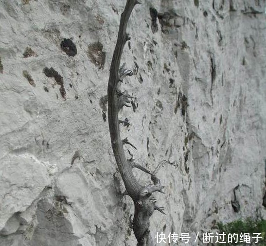 农村这工作年收入上百万，但是现在年轻人都不愿意去做，为啥