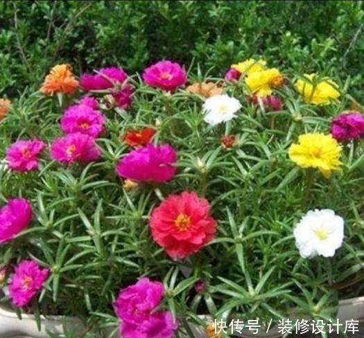 『夏季』最适合夏季养护的3种花卉,花色艳丽,花期长,开花爆盆的花卉