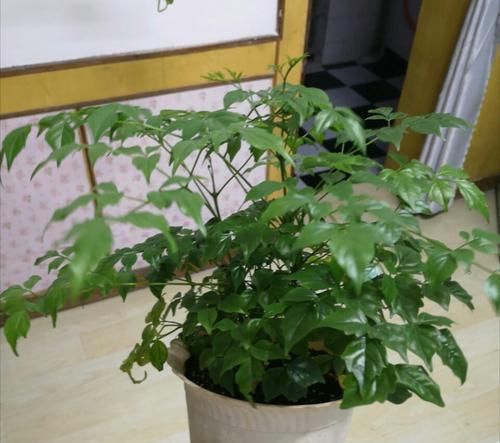 幸福树:幸福树深埋好还是浅栽好?栽不对的幸福树一点也不幸福