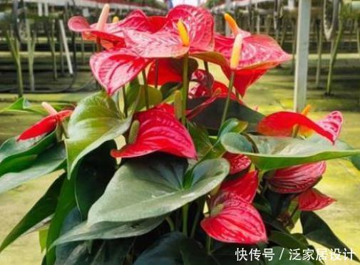  [常见]这4种常见花堪称“开花机器”，盆栽上几盆，花开繁盛惹人爱！
