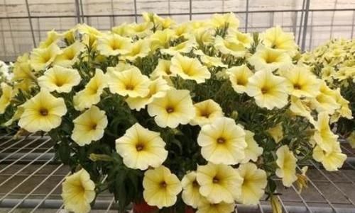  「花卉开花」养花养些花期长的，开花好看，随便养就爆盆，阳台养花很好的选择