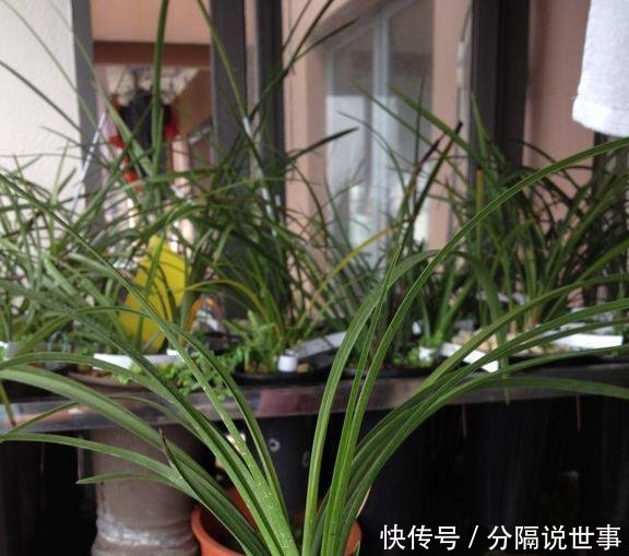  『兰花』用这个垃圾养兰花，兰花露出白花花的腿，爆盆给你看