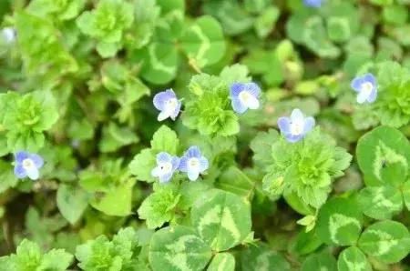 2019年成都第一波春光乍泄！锦江春色来，两岸花撩人！