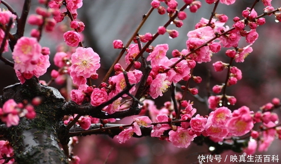 梅花的别称名梅、春梅、干枝梅、酸梅、乌梅