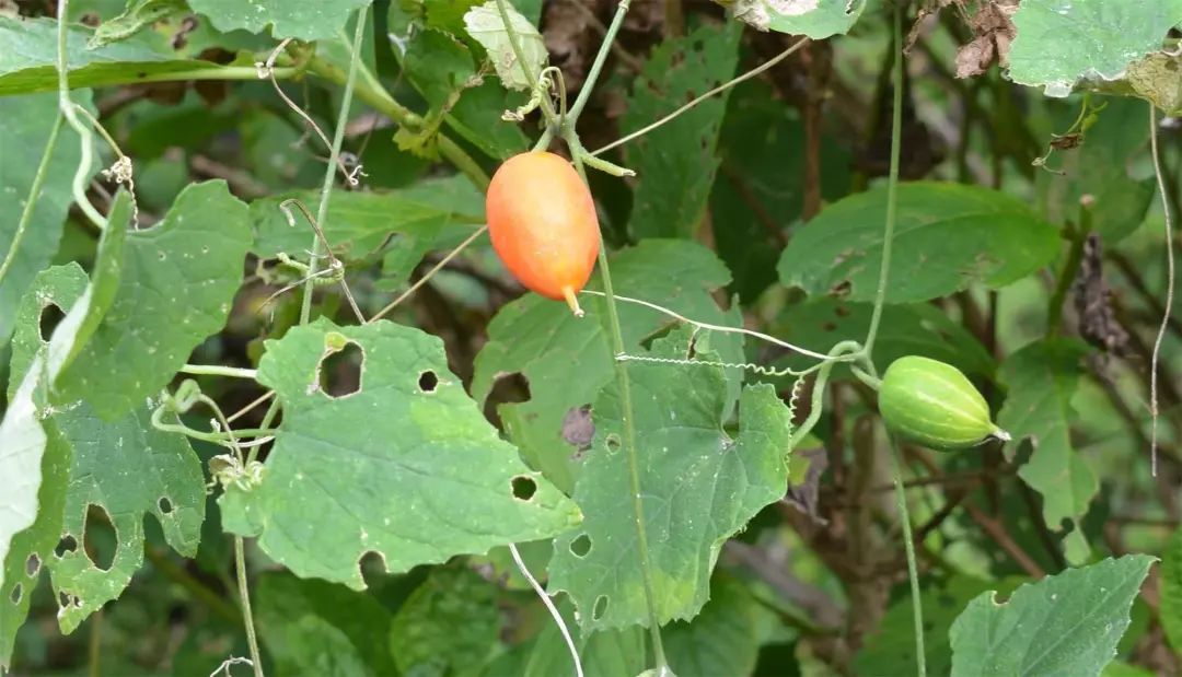 农村一种“野黄瓜”，过去烂一地没人要，如今价值珍贵90元一斤