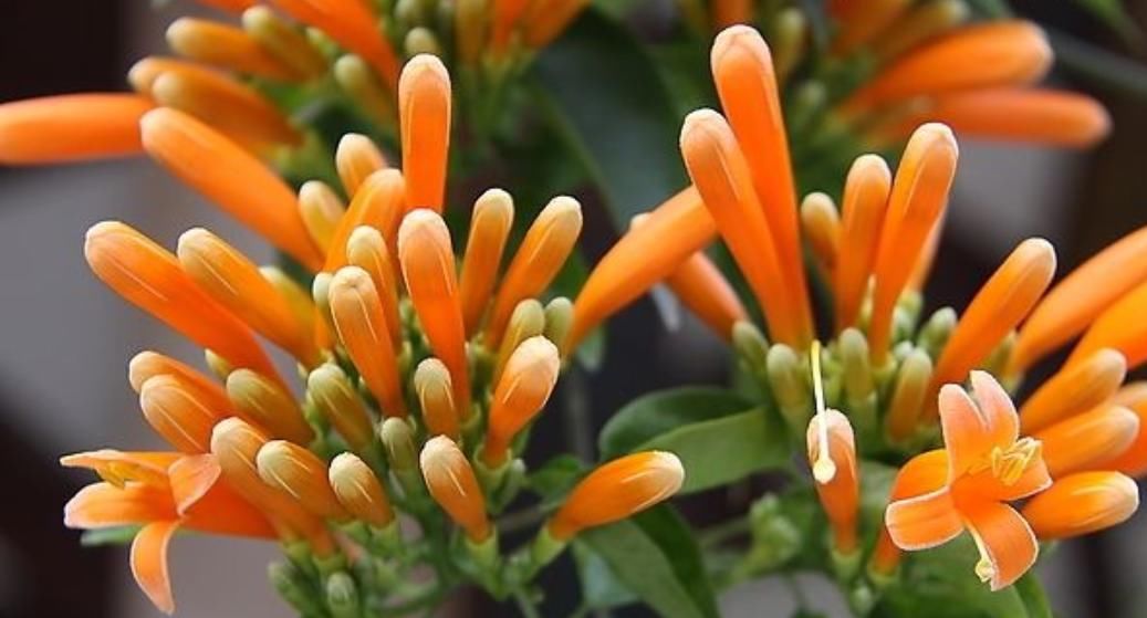  『开花数量』“这种花”花朵金灿灿，花期“大半年”，打造家中花园“必备”