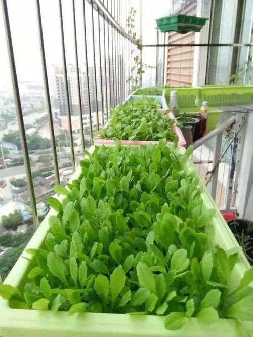  『不用』东南西北4个阳台，不同阳台种不同的菜，家中一年四季不用买菜