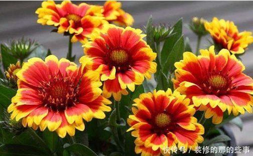 「光照」喜欢在家中养护漂亮的花卉，就选择开花量繁多，花色绚丽的花卉养