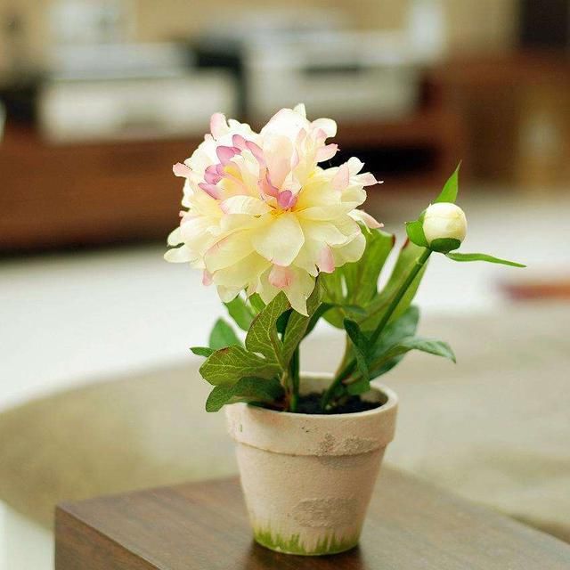 “无声的诗，立体的画”，家养一盆牡丹盆景，花开富贵更显高雅！