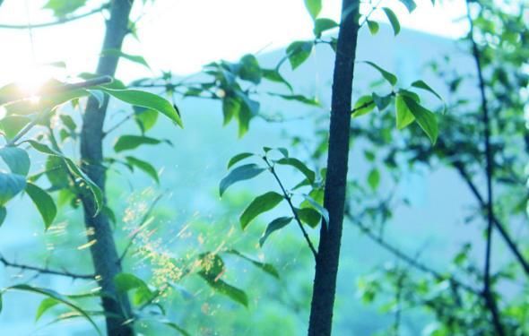 红利项目拼多多店群,让你实现草根逆袭,翻身买