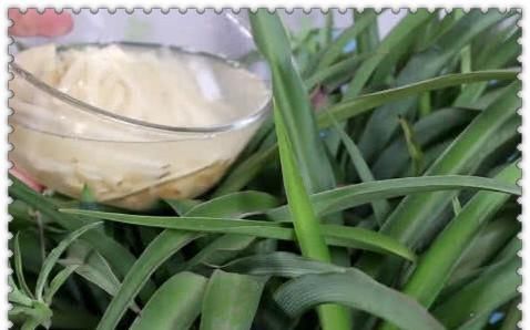  「油绿」土豆丝水倒花盆里，不黄叶叶片油绿，蹭蹭疯长爆满盆