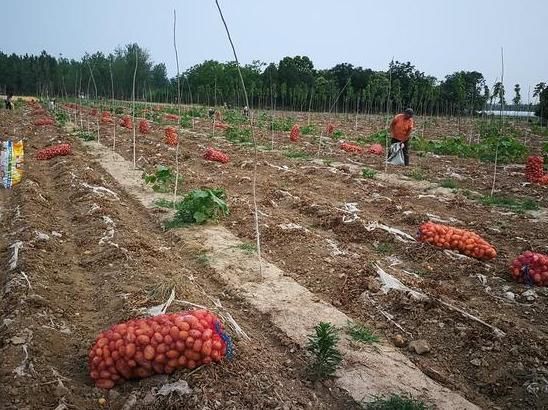  【大哥】农民租地百余亩种有机土豆，不施化肥不打农药，每亩赔1