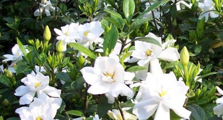 「芳香」芳香四溢的几种花,家里阳台养几盆,让你的心情愉悦一整天!