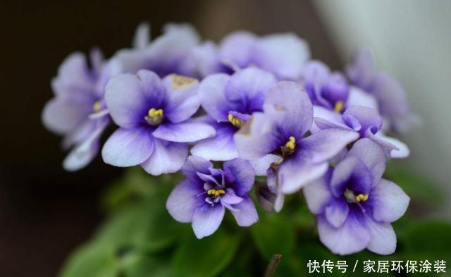 【三色堇】喜欢养护漂亮的花卉,就选择开花量繁多,花期长的5种花卉,妖娆