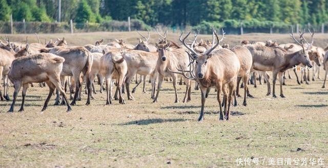 江苏有种名蟹全是“运动员”,用特殊工具捕捞,生长环境优质