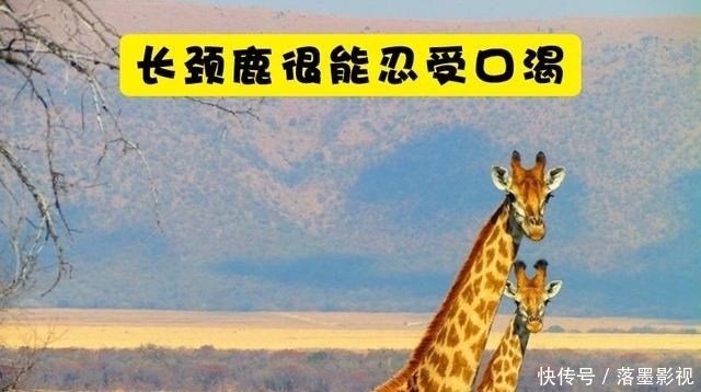  『长颈鹿』关于长颈鹿，你所不知道的10个有趣事实