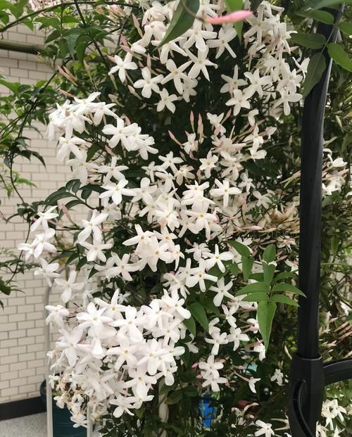  『养花』养花就养此款，花色美如胭脂，花开明朗干净，花色纯碎素雅，美