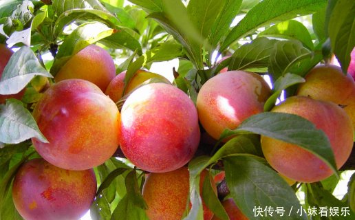 果实甜如蜜，批发一斤30元，只能在当地种植，农民们都不舍得吃