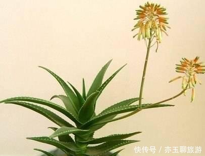 吸毒■客厅卧室吸毒最强的花,你家有没有