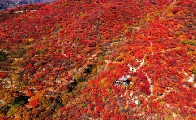 山上即将红叶漫天，山下百种山货齐聚，坡峰岭溜娃赏景一站配齐