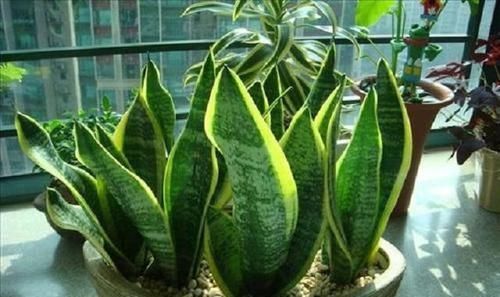  虎皮■虎皮兰如何养护？这3个“小技巧”学会，虎皮兰轻松长茁壮