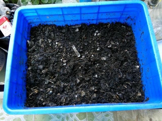  「溶液里浸泡」1粒小药片，碾碎丢水里，花像吃了兴奋剂疯长！