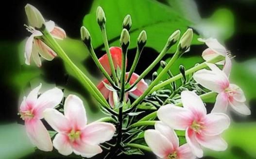  『宛若』5款“开花机器”养在家里，花开后阳台宛若仙境，香气扑鼻，超美