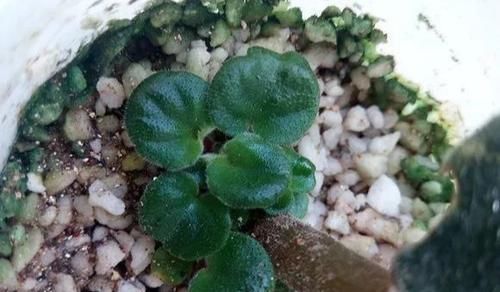  一大：6种花好看不用买，蹭掉的叶子插土里，3个月长出一大盆！