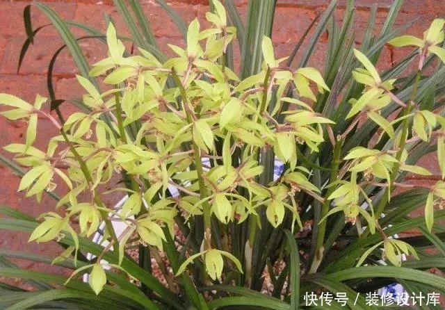 「喜欢」别傻傻养绿萝了,家中摆上这3种“兰花”,不仅好闻,还显档次!