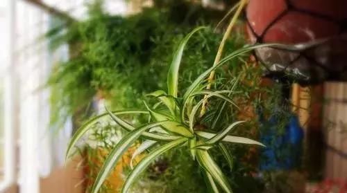  『适合』最适合懒人养的植物，好养易活又耐看，号称“养不死”，你家有吗？