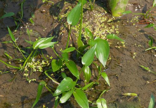  「鸭舌」农村这种野草，叶子似鸭舌一般，是老一辈人喜爱的野菜
