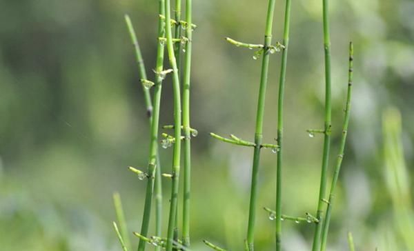  #有钱#农村这种“野草”，以前没人要，现在却争着抢，有钱也难