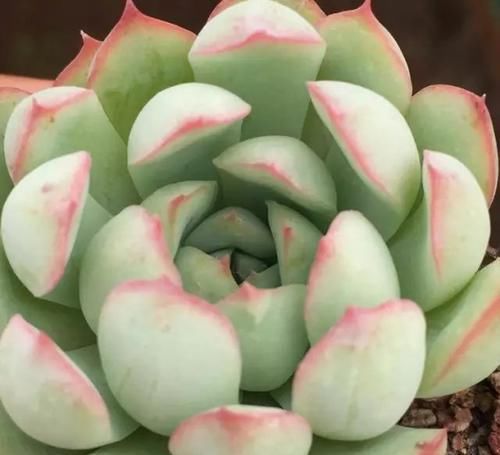  x海琳娜■景天大神亲手杂交的50多种多肉，你肯定没见过！