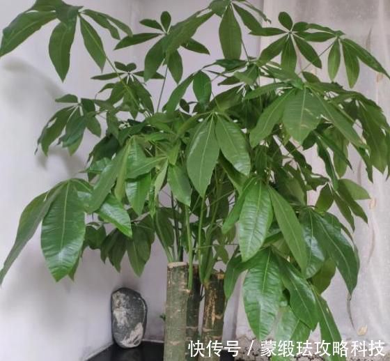 「家里」家里养花选品种有技巧：不要栽种前2款，室内盆栽后4款迎财运