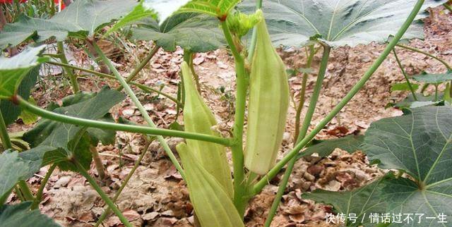 2019年种什么赚钱看看这个,比一般的蔬菜利润