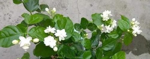  『早日』如何扦插花草能早日生根发芽？自制2种生根水，经济实用效果