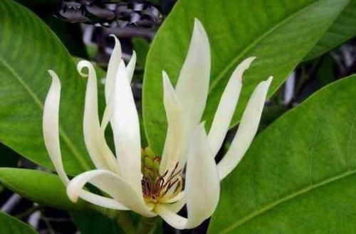  『密集』养这4款花，沾土就活，叶子茂盛花朵密集，四季都在赏花