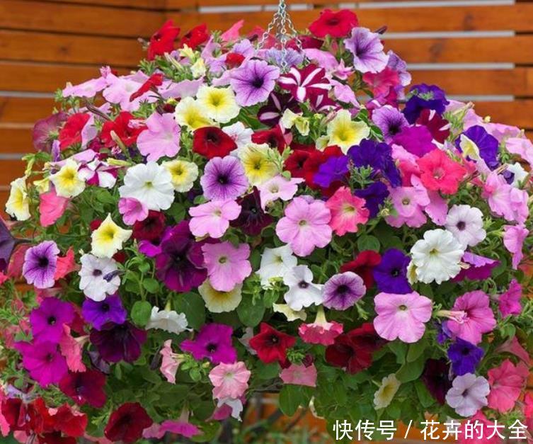 「凤仙花」家里就养“4种花”,沾土就活,不用管也能花开不断,一开200天!