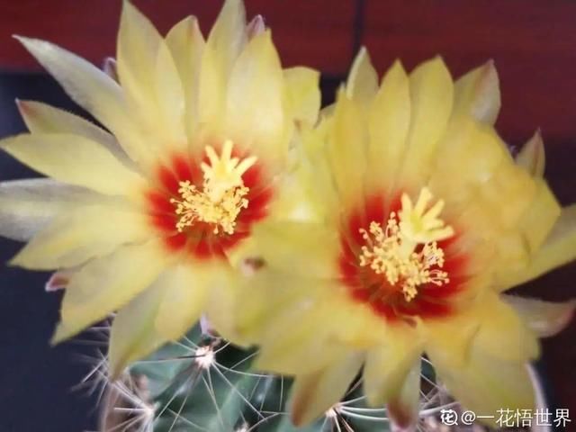  『懒人』“折腾不死”的10种花，咋养都爆盆，懒人最适合！