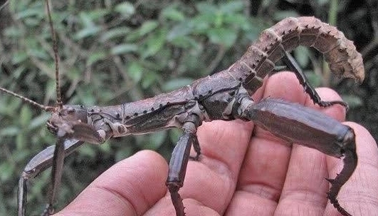 一座酷似金字塔的岛屿,发现灭绝已久的“树龙虾”,起死回生！