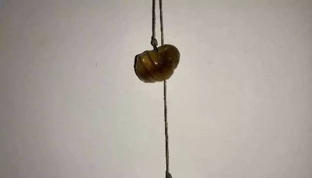  [江河]钓草，鲤鱼的秘制药酒蚕蛹饵，江河湖库亦有神效！