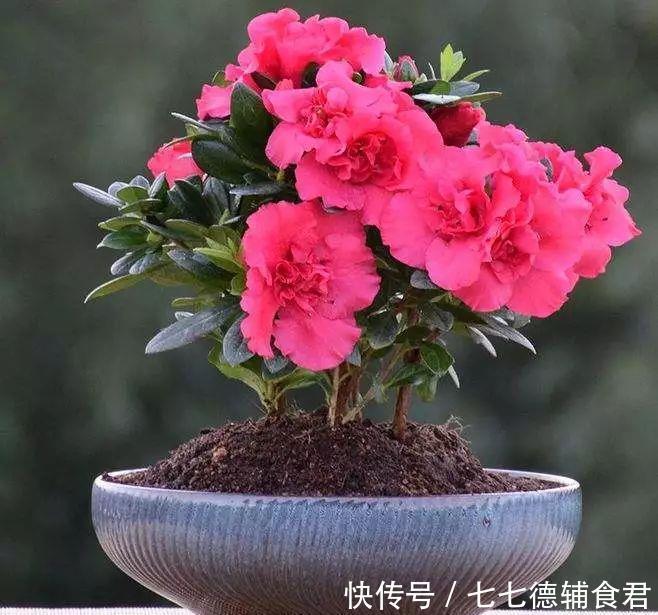  [冬季室内]离过年只剩十几天，这15种花年味十足，再不准备就迟了