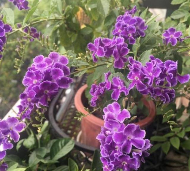  扔进：3种花越养越上瘾，开花漂亮好养活，扔进土里就能活，30天就爆盆