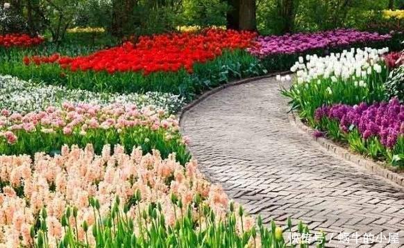  恋恋不舍■6种开花爆盆的小花，养在院里是花海，仿佛置身仙境让人恋恋不舍