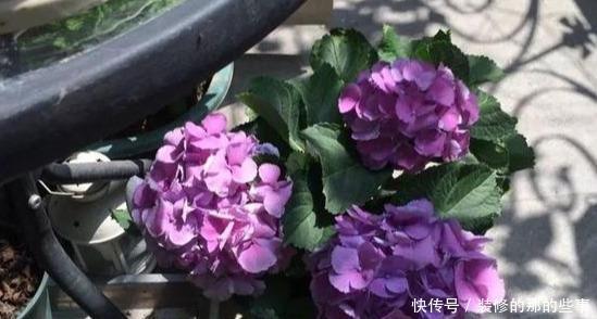 次水就行@阳台变花园,8种花现在养,半个月就爆满阳台,长的飞快花也多