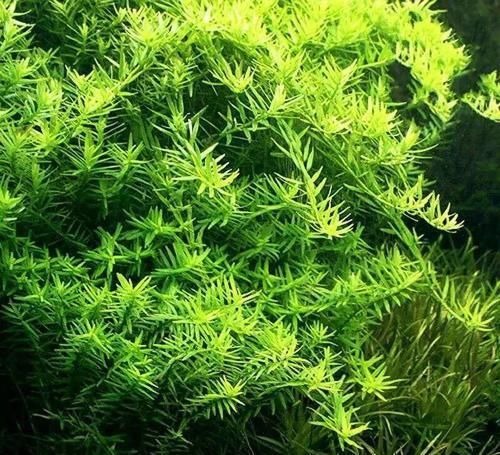  一大■比铜钱草好看的花，7天爆满一大缸，多到家里堆不下