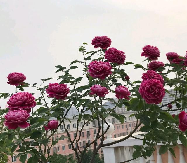  #月季#月季老桩一个月不发芽？按照网友的养法，一个月没死真是奇迹